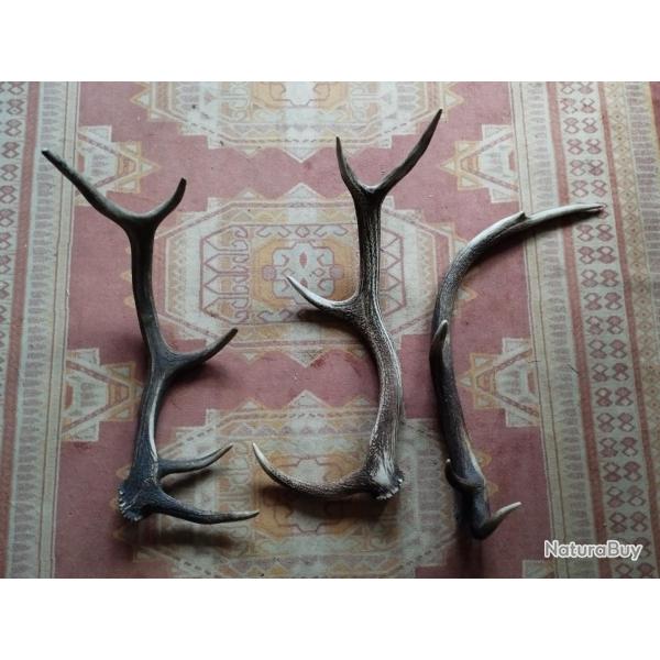 3 BOIS MUES CERF 64/66/74CM