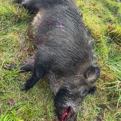 Chasse &agrave; la journ&eacute;e au gros gibier