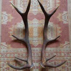 BELLE PAIRE BOIS DE CERF 10 CORS 81CM