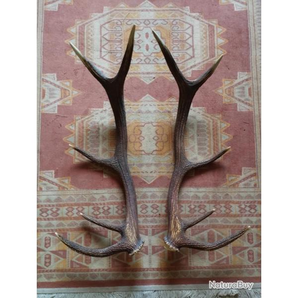 BELLE PAIRE BOIS DE CERF 10 CORS 81CM