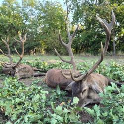 La chasse du cerf en Hongrie