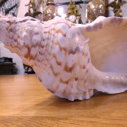 GROS TRES BEAU COQUILLAGE POUR COLLECTIONS D'OBJETS DIVERS - SOUS VITRINES ETAGERES ET AUTRES DIVERS