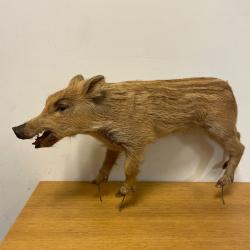 Marcassin Naturalis&eacute;