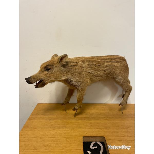 Marcassin Naturalis�