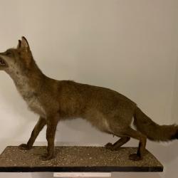 Renard naturalis&eacute;