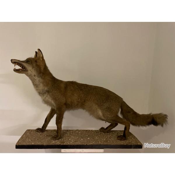 Renard naturalis�
