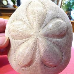 SPLENDIDE OURSIN PLAT EXOTIQUE DE COLLECTION A PLACER PARMI D'AUTRES DIVERS CORAUX MARINS -