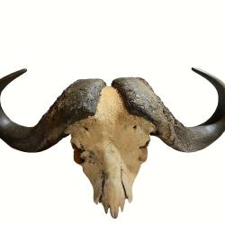 Massacre de buffle taxidermie ann&eacute;es 70, troph&eacute;e de chasse en Afrique