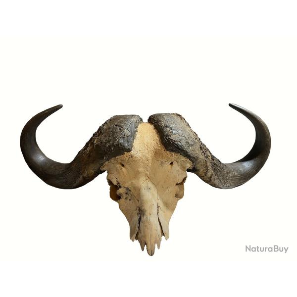 Massacre de buffle taxidermie ann�es 70, troph�e de chasse en Afrique