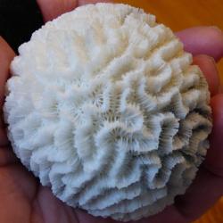 SPLENDIDE CORAIL BLANC DE COLLECTION - FORME RARE A PLACER PARMI VOS CORAUX MARINS DIVERS ET VARIES