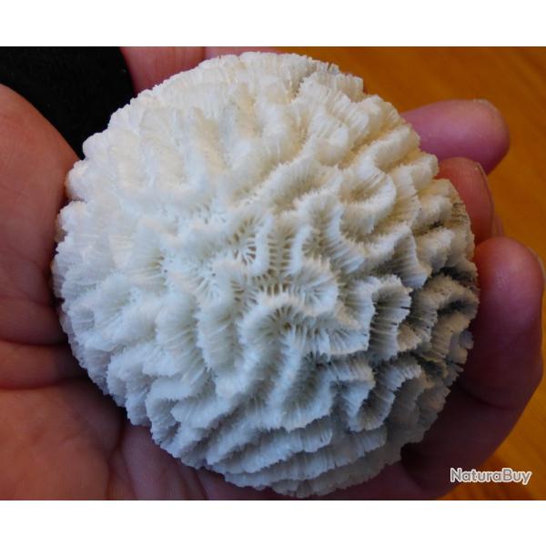 SPLENDIDE CORAIL BLANC DE COLLECTION - FORME RARE A PLACER PARMI VOS CORAUX MARINS DIVERS ET VARIES