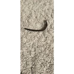 Pontet pistolet le fran&ccedil;ais (740)