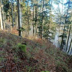 Part de chasse Alsace