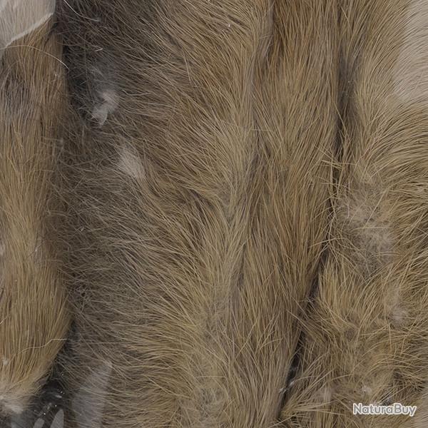 Patte de lapin des neiges Gris fonc�