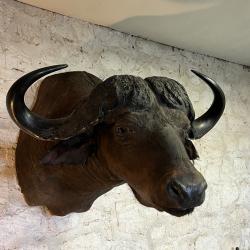T&ecirc;te de buffle en cape naturalis&eacute;e