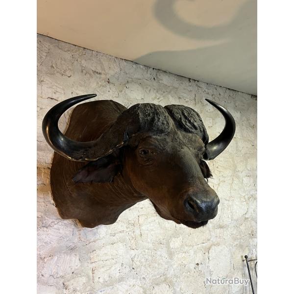 T�te de buffle en cape naturalis�e
