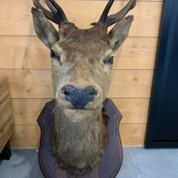 T&ecirc;te de Cerf naturalis&eacute;e ; for&ecirc;t Ardennaise