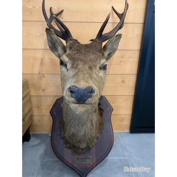 T�te de Cerf naturalis�e ; for�t Ardennaise