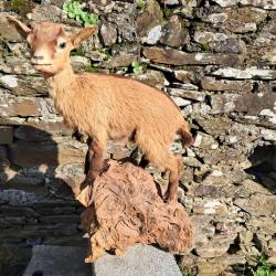 Taxidermie de ch&egrave;vre naine ; Capra hircus