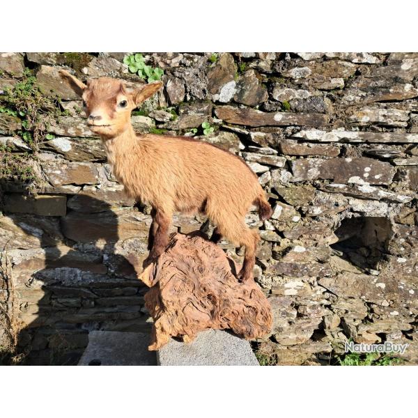 Taxidermie de ch�vre naine ; Capra hircus