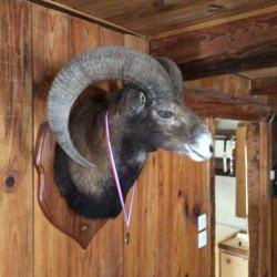 Mouflon de Corse (Ovis gmelini musimon var. corsicana)(m&eacute;daill&eacute;)