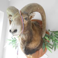 Mouflon de Corse (Ovis gmelini musimon var. corsicana)(m&eacute;daill&eacute;)