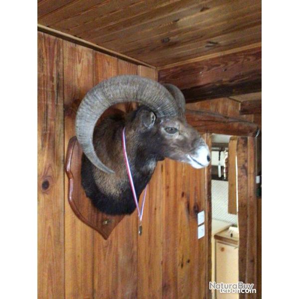 Mouflon de Corse (Ovis gmelini musimon var. corsicana)(m�daill�)