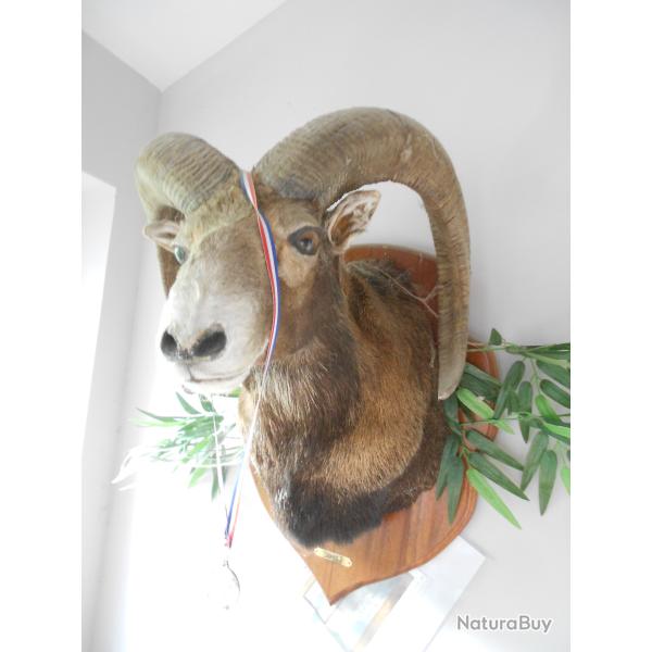 Mouflon de Corse (Ovis gmelini musimon var. corsicana)(m�daill�)