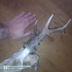 Troph&eacute; brocard