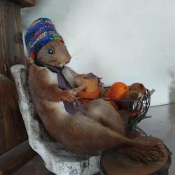 &Eacute;cureuil empaill&eacute; mis en sc&egrave;ne avec casse noisette.