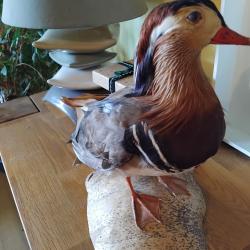 Canard mandarin empaill&eacute; ann&eacute;es 80