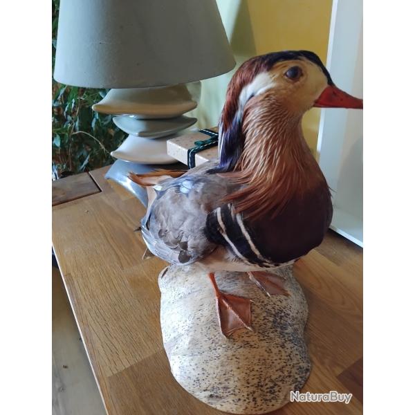 Canard mandarin empaill� ann�es 80