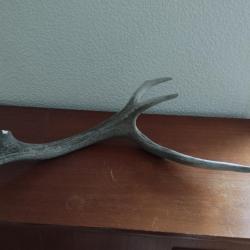 BOIS MUE DE CERF 76CM  COUTELLERIE ARTISANAT BRICOLAGE