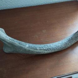 BOIS MUE DE CERF 46CM  COUTELLERIE ARTISANAT BRICOLAGE