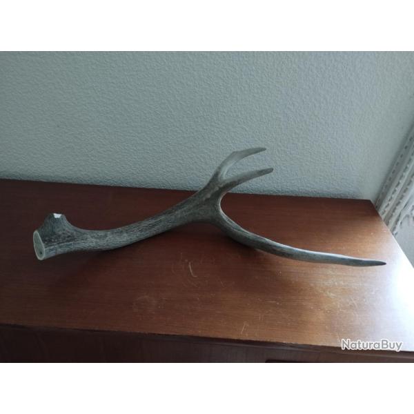 BOIS MUE DE CERF 76CM  COUTELLERIE ARTISANAT BRICOLAGE