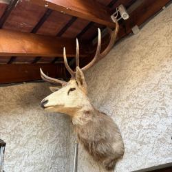 T&ecirc;te cerf 14 corps