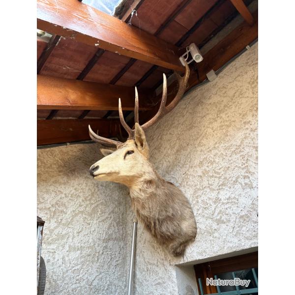 T�te cerf 14 corps