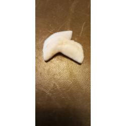 Dent de requin tigre