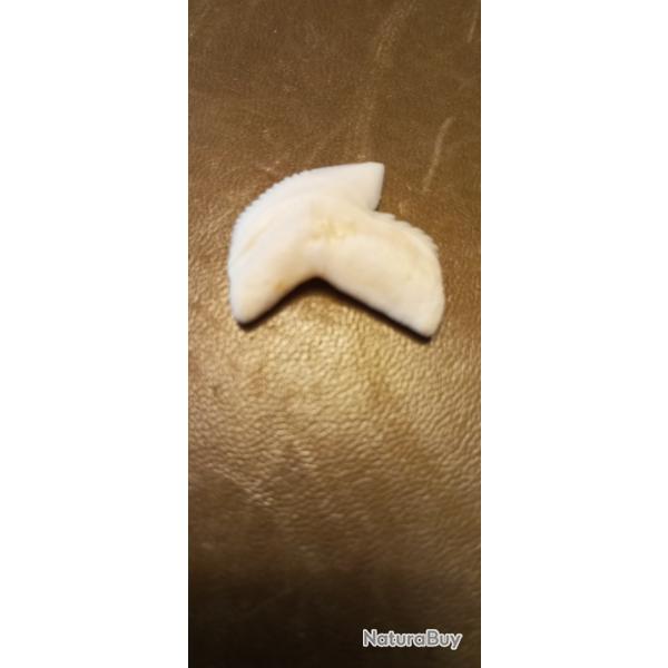 Dent de requin tigre