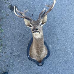 T&ecirc;te de cerf empaill&eacute;e