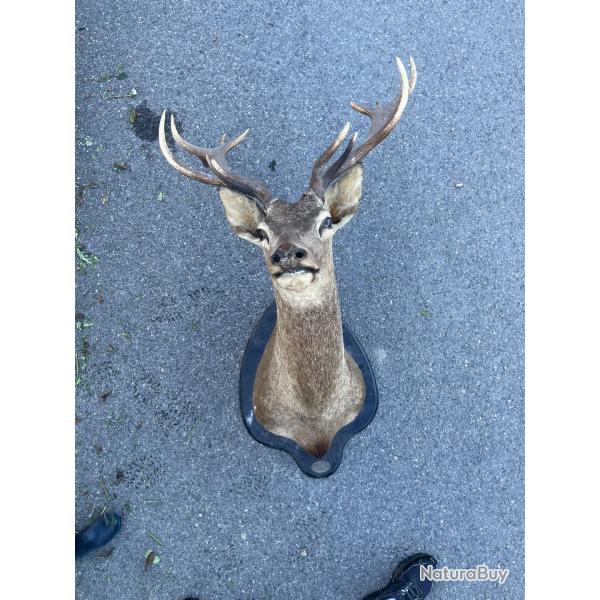 T�te de cerf empaill�e