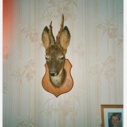 T&ecirc;te de chevreuil naturalis&eacute;e en parfait &eacute;tat