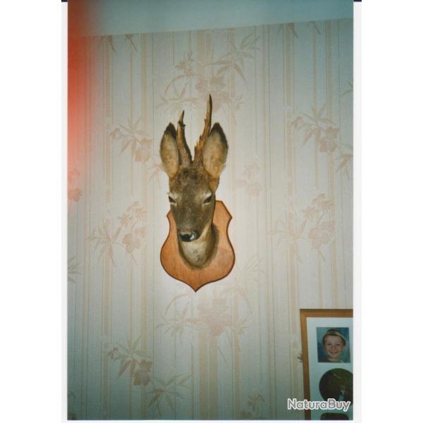 T�te de chevreuil naturalis�e en parfait �tat