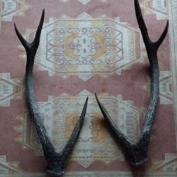 PAIRE BOIS DE CERF RUSA 72CM