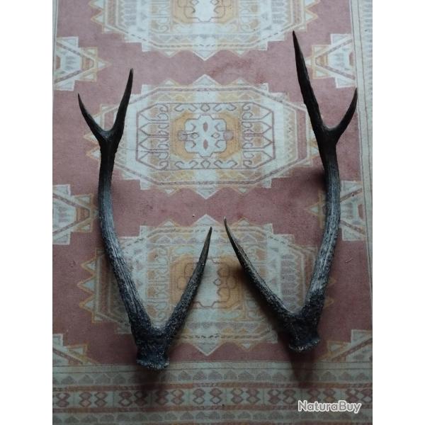 PAIRE BOIS DE CERF RUSA 72CM