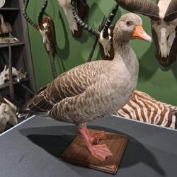 Taxidermie d' Oie cendr&eacute;e (Anser anser)