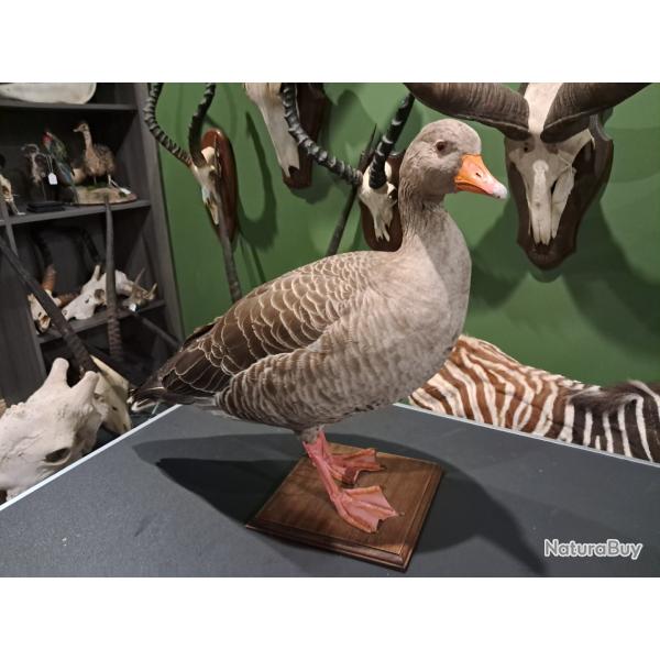 Taxidermie d' Oie cendr�e (Anser anser)
