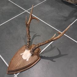 Troph&eacute;e de chevreuil de Sib&eacute;rie sur &eacute;cusson ; Capreolus pygargus #L1712(1)