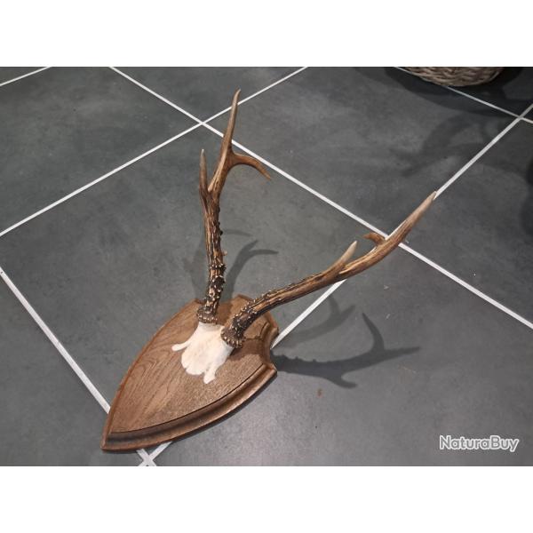 Troph�e de chevreuil de Sib�rie sur �cusson ; Capreolus pygargus #L1712(1)