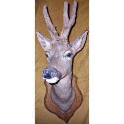 Troph&eacute;e t&ecirc;te de chevreuil naturalis&eacute;e - bois en velours - montage ancien